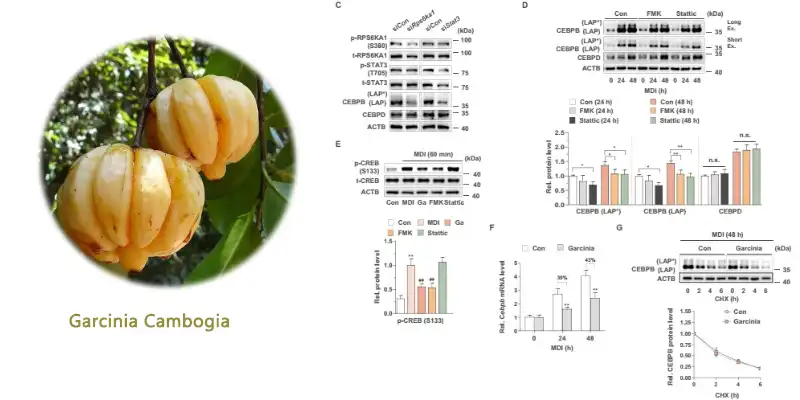 Garcinia .jpg